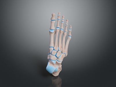 Foot Bone Toe Bone Foot Skeleton Foot Muscle Human Foot Medical Human Body Teaching Aware 3d model