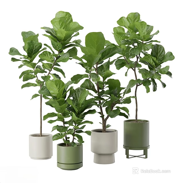 Indoor Potted Plants with Large Green Leaves in White Green Pots on Stands 3d model 