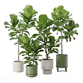 Indoor Potted Plants with Large Green Leaves in White Green Pots on Stands