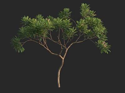 Lush Arbor With Dense Green Foliage And Strong Branch Structure 3d model