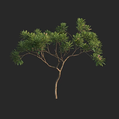 Lush Arbor With Dense Green Foliage And Strong Branch Structure 3d model