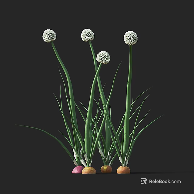 Beautiful White Round Flowers With Green Long Stems And Colorful Bulbs 3d model 