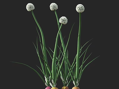 Beautiful White Round Flowers With Green Long Stems And Colorful Bulbs 3d model