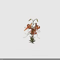 Orange Tiger Lily Plant with Recurved Petals Black Spots on Green Stem with Leaves