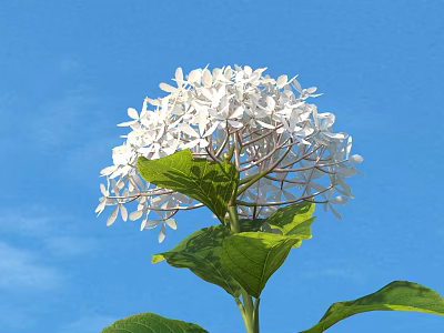 Blooming White Hydrangea Flower With Green Leaves Against Blue Sky 3d model