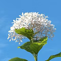 Blooming White Hydrangea Flower With Green Leaves Against Blue Sky