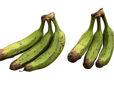 Green Bananas With Brown Spots In Two Bunches On White Background 3d model