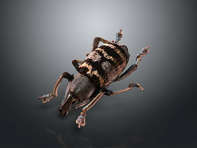 Detailed View Of Black And Brown Striped Beetle With Long Legs On Gray Background 3d model