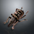 Detailed View Of Black And Brown Striped Beetle With Long Legs On Gray Background