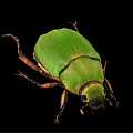 Close Up View Of Green Beetle With Shiny Exoskeleton On Black Background