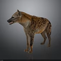 Realistic Spotted Hyena Standing in Studio with Gray Background and Detailed Fur