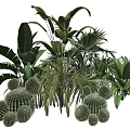 Decorative Indoor Plant Combination With Large Leaves Cacti And Tropical Foliage