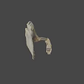 Prehistoric Animal Skeleton Fossil with Complete Anatomical Structure