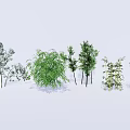 Various Bamboo Varieties With Different Growth Forms