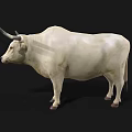 White Horned Bull Standing On Black Background With Realistic Details