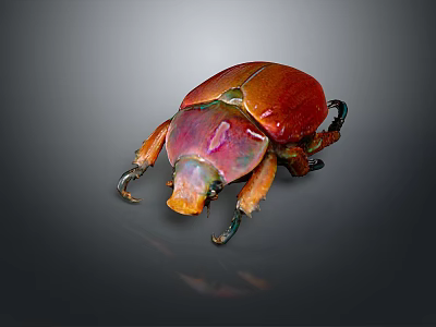 Colorful Iridescent Beetle With Vibrant Red Pink Shell On Dark Background 3d model