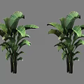 Two Tropical Banana Trees With Large Green Leaves And Black Trunks For Decoration