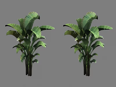 Two Tropical Banana Trees With Large Green Leaves And Black Trunks For Decoration 3d model