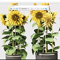 Beautiful Sunflowers in Gray Pots with Green Leaves and Fresh Bloom Arrangement