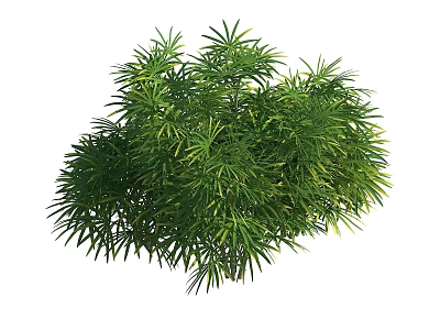 Tall Evergreen Arbor with Lush Green Foliage and Strong Trunk in Garden Area 3d model
