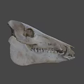 Detailed Animal Skull With Natural Bone Structure Isolated On Black Background