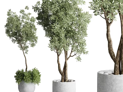 Bonsai Plants With Green Foliage In White Gray Pots And Different Trunk Sizes 3d model