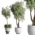 Bonsai Plants With Green Foliage In White Gray Pots And Different Trunk Sizes