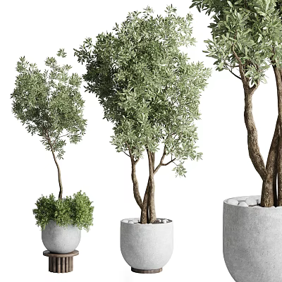 Bonsai Plants With Green Foliage In White Gray Pots And Different Trunk Sizes 3d model