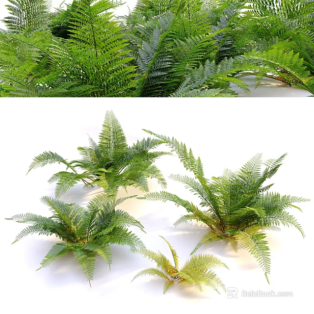Different Natural Fern Plants With Feathery Fronds And Vibrant Green Foliage 3d model 