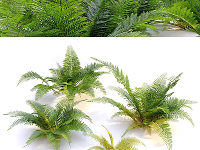 Different Natural Fern Plants With Feathery Fronds And Vibrant Green Foliage 3d model