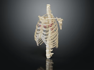Detailed Human Anatomy Model Displaying Internal Organs And Hair Structure For Education 3d model