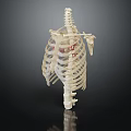 Detailed Human Anatomy Model Displaying Internal Organs And Hair Structure For Education