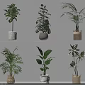 Indoor Potted Plants On Two Shelves With Various Green Leaves And Different Pots
