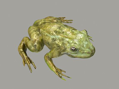 The Modern Frog model