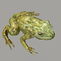 Green Reptile 3D Model Displaying Lifelike Skin Texture And Prominent Eyes