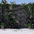 Garden Landscape With Stone Wall Climbing Green Vines Pink Flowers And White Pebbles Ground
