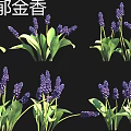 Colorful Garden Flowers Including Chrysanthemum Snowdrop Tulip And Purple Juniper