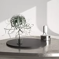 Green Air Plant With Slender Curly Leaves On Black Circular Base In White Background