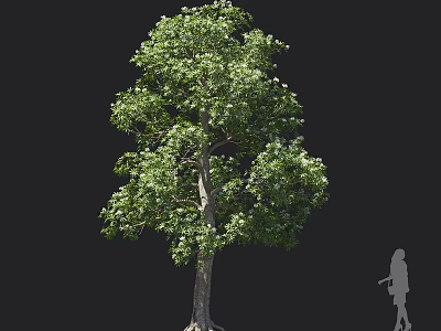 Ripe Edible Fruits On Lush Green Tree With Person Standing Nearby 3d model