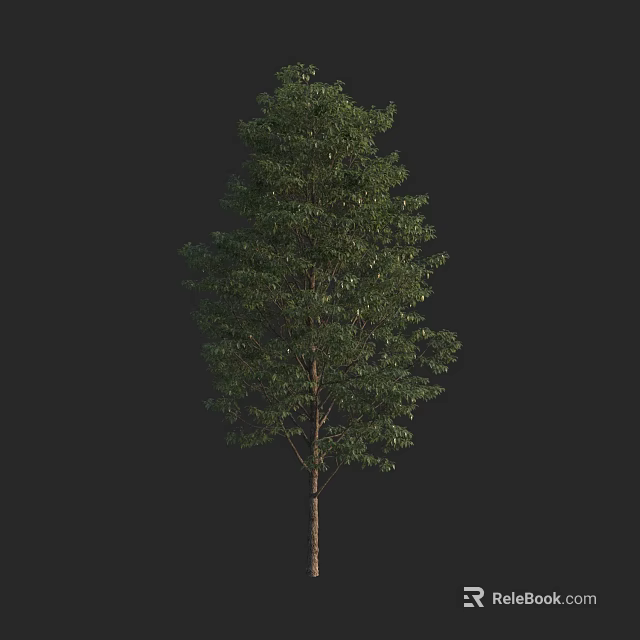 Tall Green Leafy Arbor With Brown Trunk Isolated On Black Background 3d model