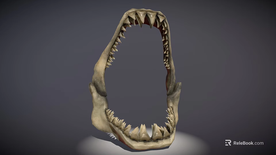 Detailed Shark Jawbone Display With Sharp Teeth And Anatomical Structure 3d model