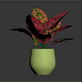 Vibrant Red And Green Leaf Plant In Green Pot With Glossy Surface