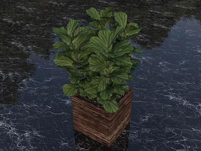 Green Leafy Bonsai Potted Plant In Woven Square Planter On Dark Marble Surface 3d model