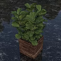 Green Leafy Bonsai Potted Plant In Woven Square Planter On Dark Marble Surface