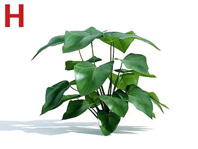 Vibrant Green Houseplant With Lush Large Leaves For Indoor Home Decoration 3d model