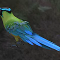 Vibrant Green And Blue Feathered Bird With Open Beak In Perched Stance