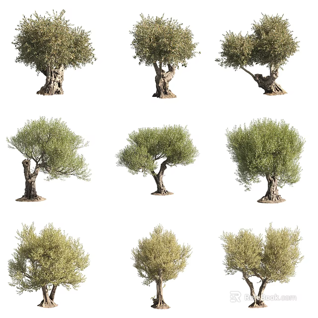 Various Mature Olive Trees With Thick Trunks And Lush Green Canopies 3d model 