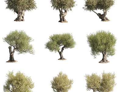 Various Mature Olive Trees With Thick Trunks And Lush Green Canopies 3d model