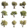 Various Mature Olive Trees With Thick Trunks And Lush Green Canopies