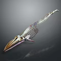 Highly Detailed Medical Device Whale Skeleton Anatomical Teaching Model for Education